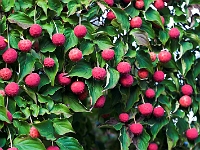 Rutger's Gardens 004